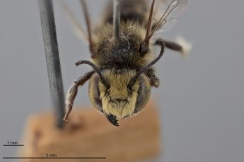 Media type: image;   Entomology 791076 Aspect: head frontal view